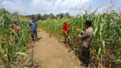 Swasembada Pangan: Polsek Rambah Samo Pantau Pertumbuhan Jagung Varietas Pioneer P32 Singa