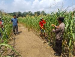 Swasembada Pangan: Polsek Rambah Samo Pantau Pertumbuhan Jagung Varietas Pioneer P32 Singa