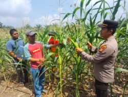 Monitoring Ketahanan Pangan: Polsek Rambah Samo Cek Pertumbuhan Jagung Usia 66 Hari di Teluk Aur