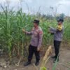 3. Polri Cinta Petani: Polsek Rambah Samo Pastikan Tanaman Jagung Warga Tumbuh Subur dan Optimal