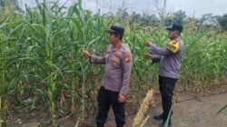 3. Polri Cinta Petani: Polsek Rambah Samo Pastikan Tanaman Jagung Warga Tumbuh Subur dan Optimal