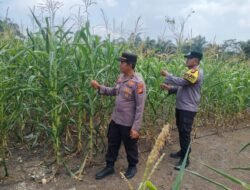 3. Polri Cinta Petani: Polsek Rambah Samo Pastikan Tanaman Jagung Warga Tumbuh Subur dan Optimal