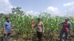  Ketahanan Pangan: Polsek Rambah Samo Cek Langsung Lahan 1,5 Hektar di Desa Teluk Aur