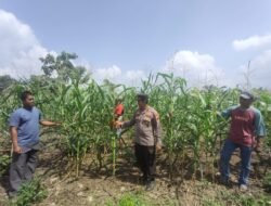 Ketahanan Pangan: Polsek Rambah Samo Cek Langsung Lahan 1,5 Hektar di Desa Teluk Aur