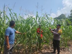  Sinergi Polri dan BUMDes, Lahan 1,5 Hektar di Teluk Aur Hasilkan Pertumbuhan Jagung yang Memuaskan