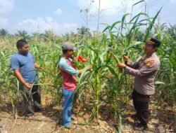 Cek Perkembangan Tanaman, Polsek Rambah Samo Pastikan Jagung Varietas Pioneer P32 Singa Tumbuh Optimal