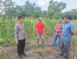 Polri Bersama BUMDes Pantau Lahan 1,5 Hektar, Jagung di Teluk Aur Capai Ketinggian 2 Meter