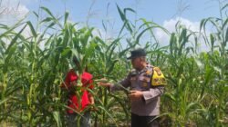 Polri Cinta Petani: Polsek Rambah Samo Pastikan Tanaman Jagung Warga Tumbuh Subur dan Optimal