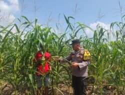 Polri Cinta Petani: Polsek Rambah Samo Pastikan Tanaman Jagung Warga Tumbuh Subur dan Optimal
