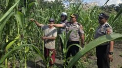 Dukung Ketahanan Pangan, Kapolsek Ujungbatu Turun Langsung Bantu Siram Tanaman Jagung