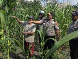 Dukung Ketahanan Pangan, Kapolsek Ujungbatu Turun Langsung Bantu Siram Tanaman Jagung