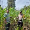 Ketahanan Pangan: Polsek Rambah Samo Cek Lahan Jagung 1,5 Hektar Kelolaan BUMDes Teluk Aur