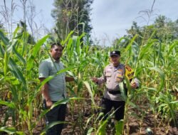 Ketahanan Pangan: Polsek Rambah Samo Cek Lahan Jagung 1,5 Hektar Kelolaan BUMDes Teluk Aur