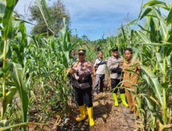 Polri Cinta Petani: Polsek Rambah Samo Pastikan Tanaman Jagung Varietas Pioneer P32 Singa Tumbuh Optimal