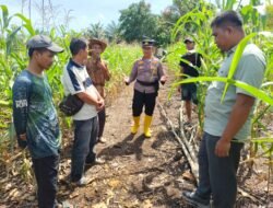 Polsek Rambah Samo gerakkan masyarakat tanam jagung perkuat ketahanan pangan