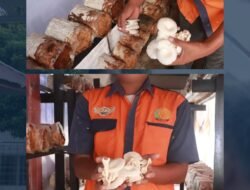 Warga Binaan Lapas Pasir Pangarayan Terus Budidaya Jamur Tiram sebagai Bekal Kemandirian