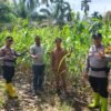 Swasembada Pangan: Polsek Rambah Samo Pantau Jagung Usia 73 Hari, Sudah Mulai Berbongkol