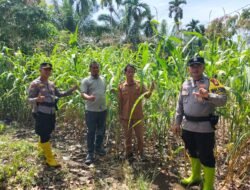 Dukung ketahanan pangan Polri cinta petani gencar penanaman jagung di Sei Kuning