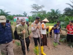 Polri Cinta Petani: Polsek Rambah Samo Laksanakan Penanaman Jagung Kuartal II Tahun 2026