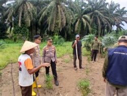 Polsek Rambah Samo Kelola Langsung 4 Hektare Jagung Dukung Ketahanan Pangan Nasional