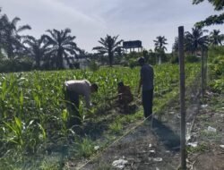 Polri Cinta Petani: Polsek Kunto Darussalam Dampingi Perawatan dan Pantau Pertumbuhan Jagung Hibrida