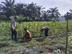 Swasembada Pangan: Polsek Kunto Darussalam Pantau Perkembangan Jagung Usia 35 Hari di Desa Pasir Luhur