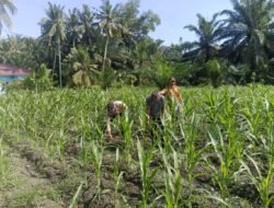 Ketahanan Pangan: Polsek Kunto Darussalam Cek Kondisi Tanaman Jagung Binaan yang Tumbuh 80 Persen