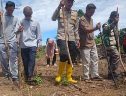 Swasembada Pangan: Polsek Rambah Samo Tanam Jagung Varietas Pioneer 32 Singa di Sei Kuning