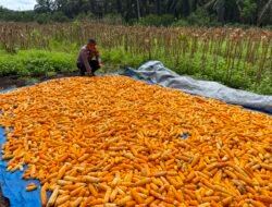 Dukung Swasembada Pangan, Bhabinkamtibmas Bonai Darussalam Pantau Pengeringan Jagung Hasil Panen Raya di Rawa Makmur