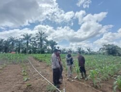 Tenaga Ahli Biro SDM Polda Riau Cek Lahan Jagung Bersama Polsek Rambah Samo, Tanaman Tumbuh Subur