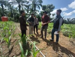 Polda Riau dan Polsek Rambah Samo pantau perkembangan tanaman jagung di Marga Mulya
