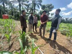 Polda Riau dan Polsek Rambah Samo tinjau perkembangan tanaman jagung