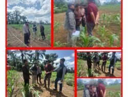 Swasembada Pangan, Tenaga Ahli Biro SDM Polda Riau Tinjau Tanaman Jagung Binaan Polsek Rambah Samo