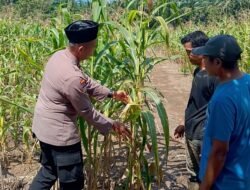 Pantau lahan jagung Polsek Rambah Samo dukung program ketahanan pangan