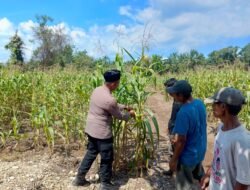 Polsek Rambah Samo cek perkembangan tanaman jagung di Desa Teluk Aur