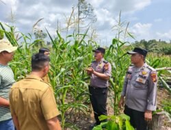 Polsek Rambah Samo Pantau Jagung, Dukung Ketahanan dan Swasembada Pangan