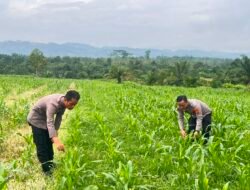 Dukung Program Presiden RI, Polres Rohul Cek Perkembangan Jagung di Lahan Ketahanan Pangan Seluas 6 Hektare