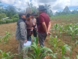 Swasembada Pangan, Tenaga Ahli Biro SDM Polda Riau Tinjau Tanaman Jagung Binaan Polsek Rambah Samo