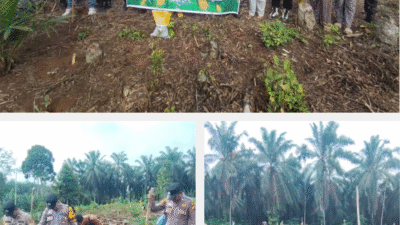 POLSEK RAMBAH SAMO TANAM JAGUNG, DUKUNG PROGRAM KETAHANAN PANGAN