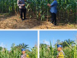 Polri Cinta Petani, Polsek Rambah Samo Cek Pertumbuhan Tanaman Dukung Program Ketahanan Pangan & Swasembada Pangan