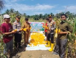Kapolsek Rambah Samo Panen Jagung Dukung Program Ketahanan Pangan Presiden