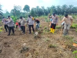 ‎Polsek Ramso tetap konsisten dukung ketahanan pangan, kini menanam di Desa Sei kuning ‎
