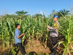 Dukung Swasembada Pangan & Ketahanan Pangan, Polri Cinta Petani Pantau Perkembangan Tanaman Jagung
