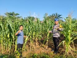 Wujudkan Swasembada Pangan: Polri Cinta Petani Pastikan Ketahanan Pangan Lewat Tanam Jagung Bersama Warga
