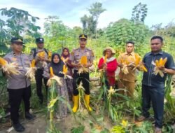Sinergi Polri dan Kelompok Tani Berbuah Manis, Polsek Rambah Samo Panen Perdana 3 Ton Jagung di Lahan Ketahanan Pangan