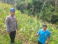 Wujudkan Ketahanan Pangan & Swasembada Pangan, Polsek Rambah Samo Cek Perkembangan Jagung — Bukti Nyata Polri Cinta Petani