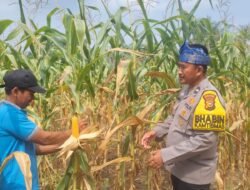 Polsek Rambah Samo Dukung Swasembada Pangan: Pengecekan Jagung Pipil Dilakukan, Polri Cinta Petani & Dukung Ketahanan Pangan Nasional