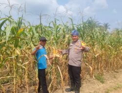 Giat Ketahanan Pangan: Polsek Rambah Samo Pantau Jagung 2 Hektar, Dukung Swasembada Pangan — Polri Cinta Petani