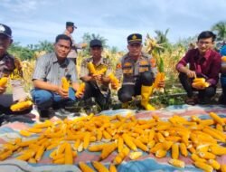 Wujudkan Ketahanan Pangan & Swasembada Pangan, Polsek Rambah Samo Panen Jagung — Bukti Nyata Polri Cinta Petani