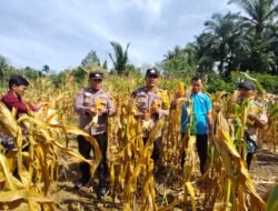 Dukung Program Swasembada Pangan, Polsek Rambah Samo Panen Jagung Pipil 2 Hektar — Polri Cinta Petani